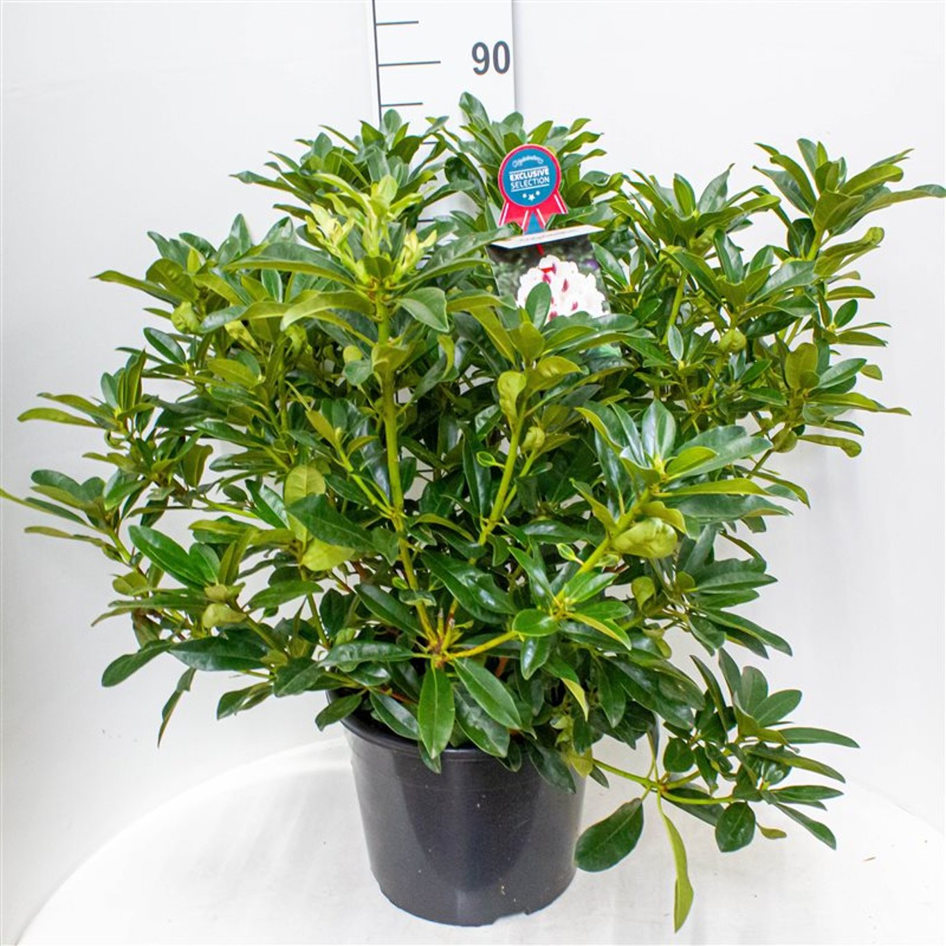 Rhododendron – Rhododendron &