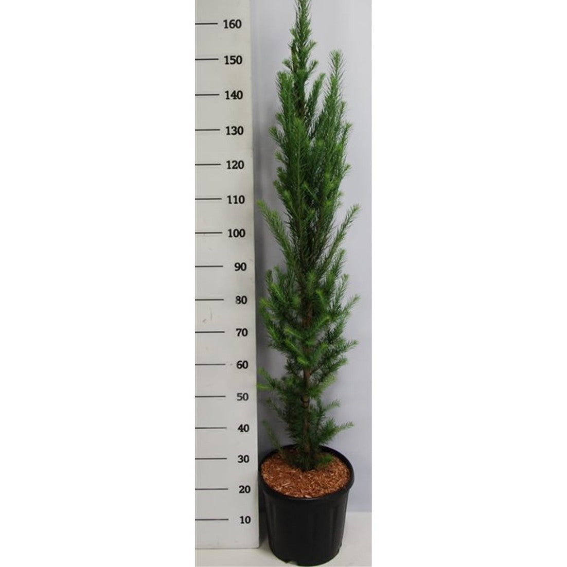 Japansk lärk – Larix kaempferi 'Jakobsen's Pyramid' - C13 100-125 cm. Gestokt
