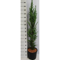 Japansk lärk – Larix kaempferi 'Jakobsen's Pyramid' - C13 100-125 cm. Gestokt
