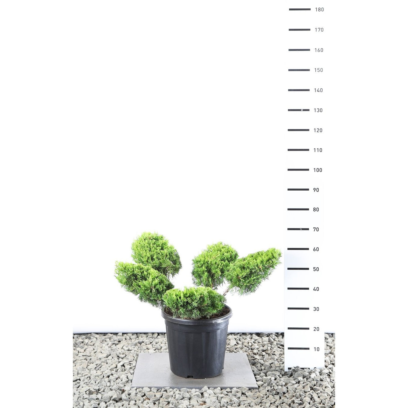 Pfitzer-en – Juniperus pfitzeriana 'Old Gold' - 80-100 CM Multiplateau EXTRA in Cont.