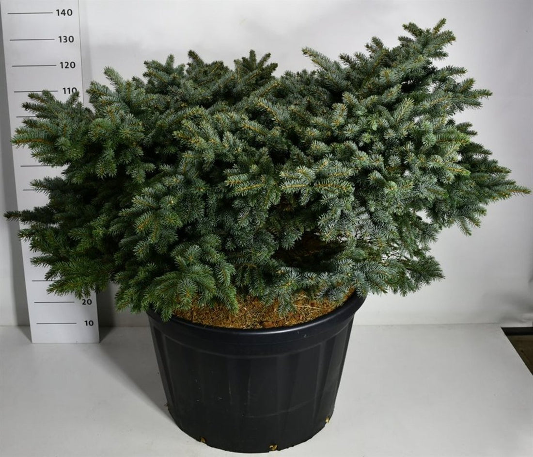 Blågran – Picea pungens &