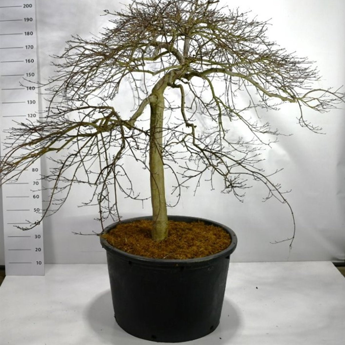 Japansk lönn – Acer pal. 'Green Lace' - 90 CM Stem C20