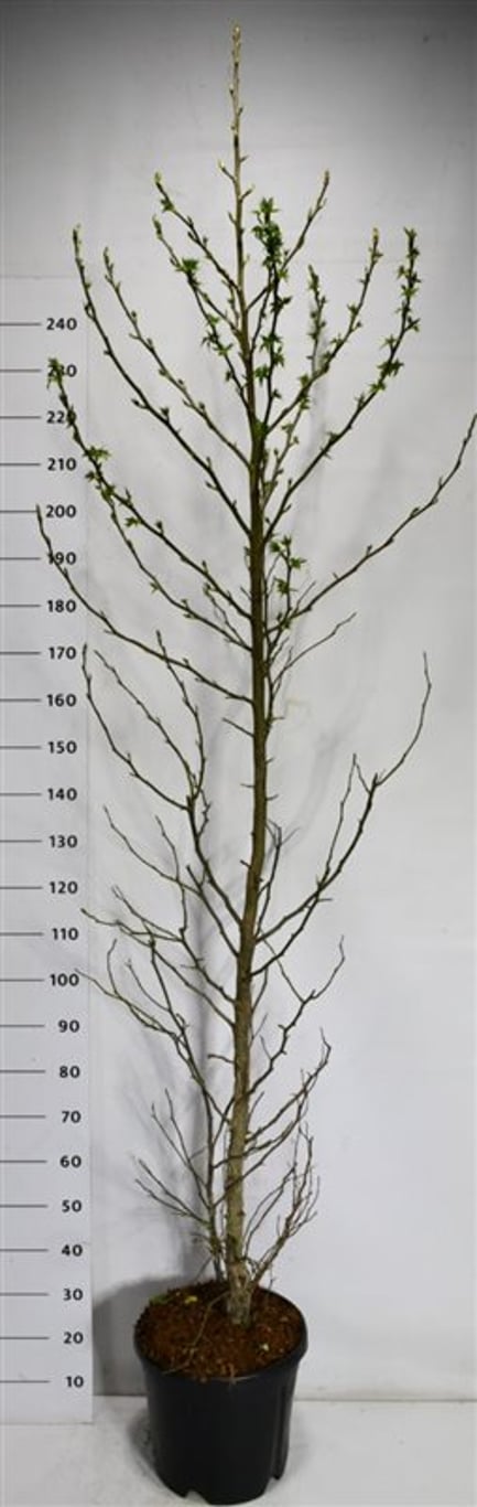 Amerikansk ambra – Liquidambar styraciflua &