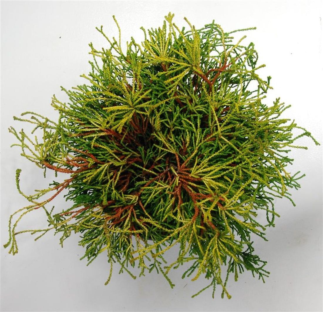 Ädelcypress – Chamaecyparis obtusa &
