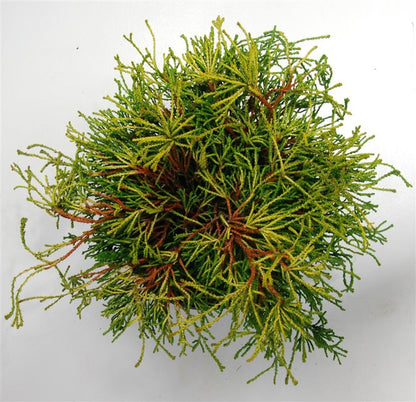 Ädelcypress – Chamaecyparis obtusa &