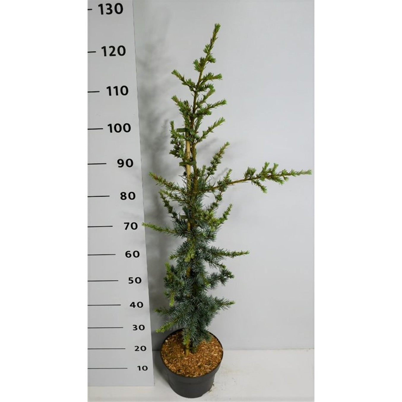Libanonceder – Cedrus libani 'Glauca' - C5 80-100 CM