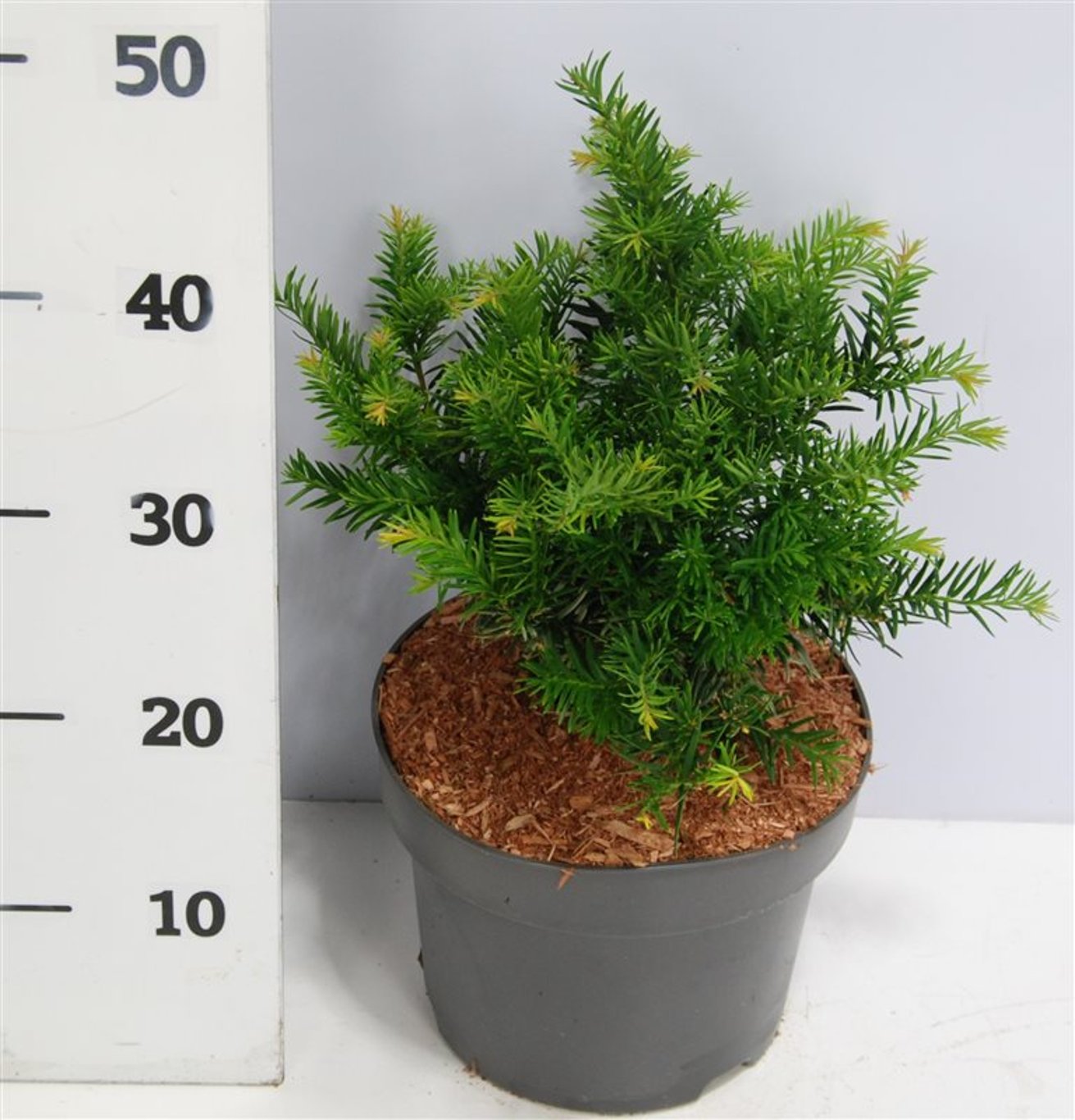 Idegran – Taxus baccata 'Repandens' - C5 25-30 cm.