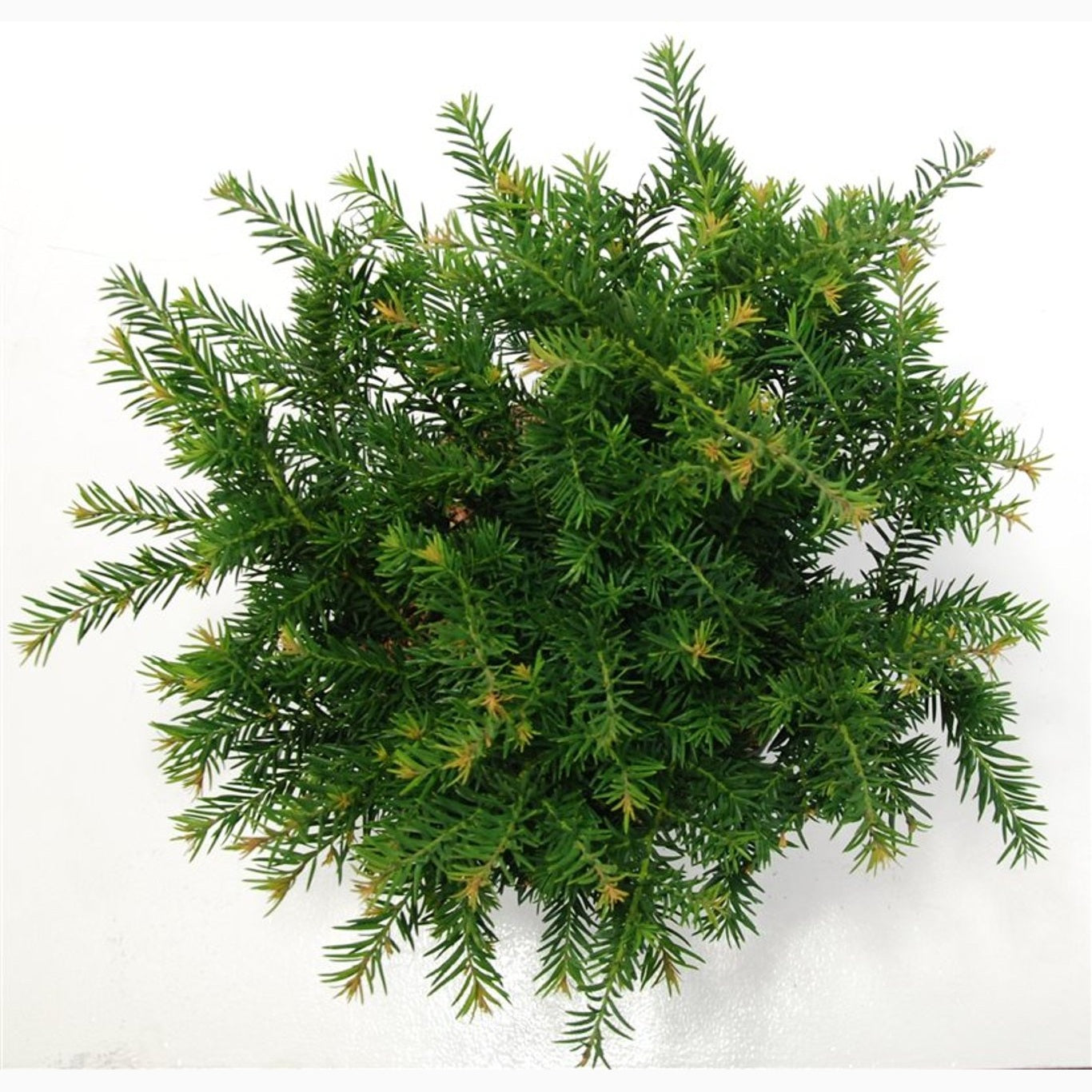 Idegran – Taxus baccata 'Repandens' - C7,5 35-40 CM