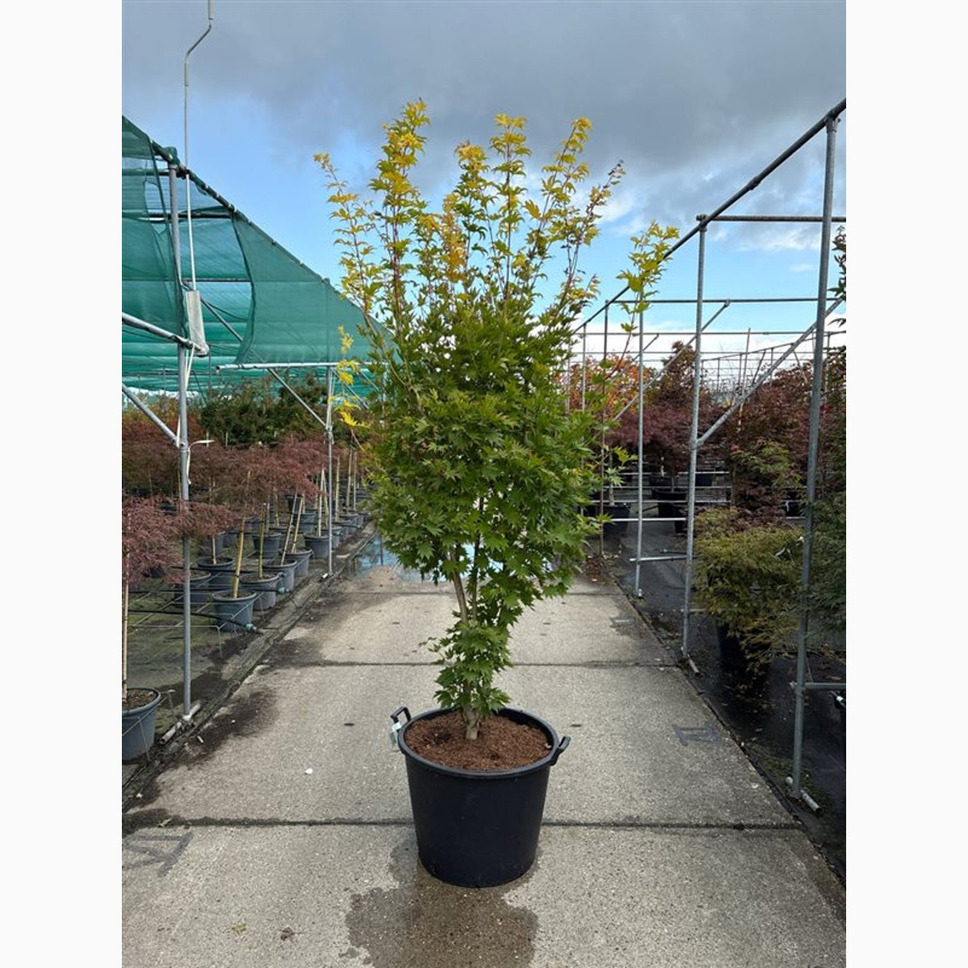 Japansk lönn – Acer shirasawanum 'Jordan' - 250-275 CM in Cont.