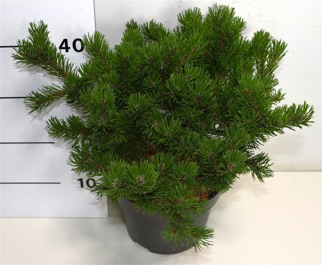 Bergtall – Pinus mugo &