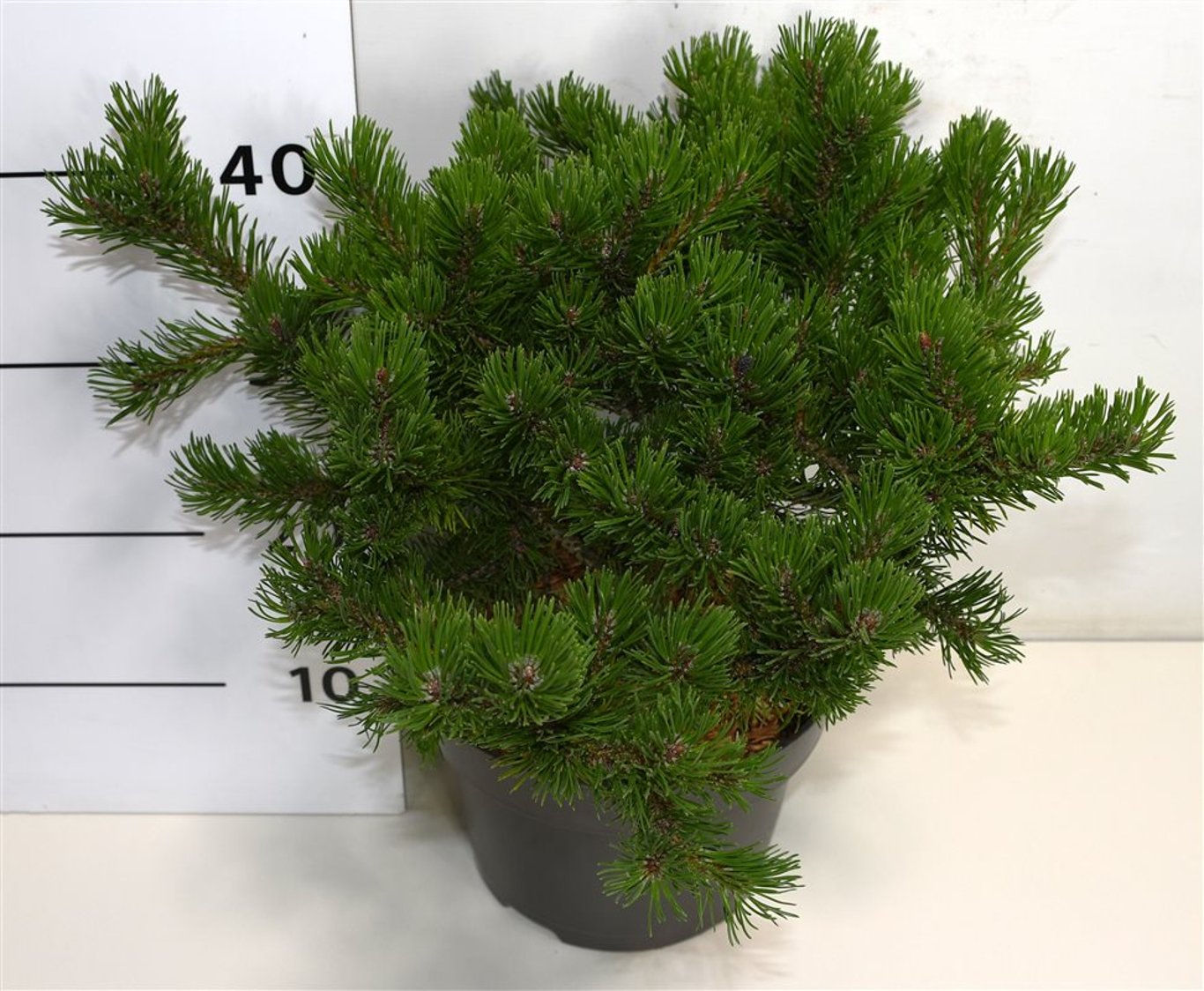 Bergtall – Pinus mugo &