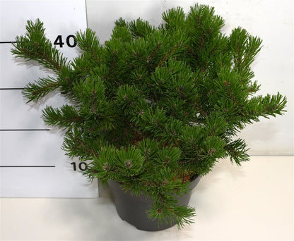 Bergtall – Pinus mugo &