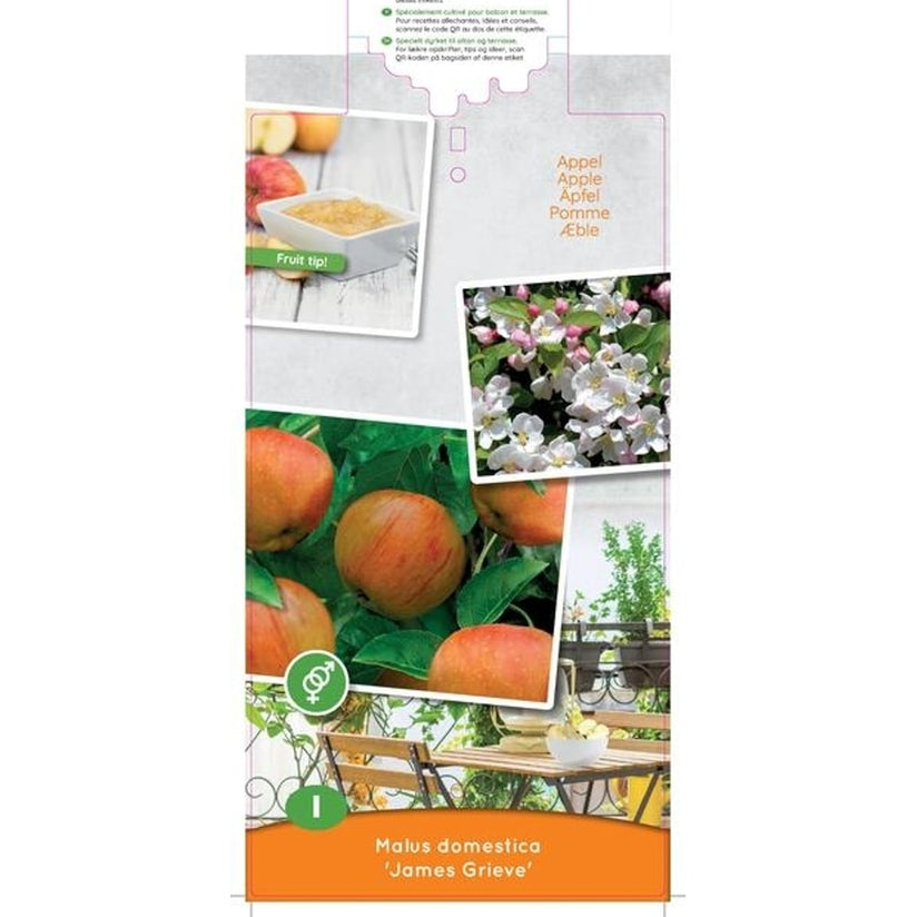Äpple – Malus domestica 'James Grieve' - C5 60-80 CM Patio