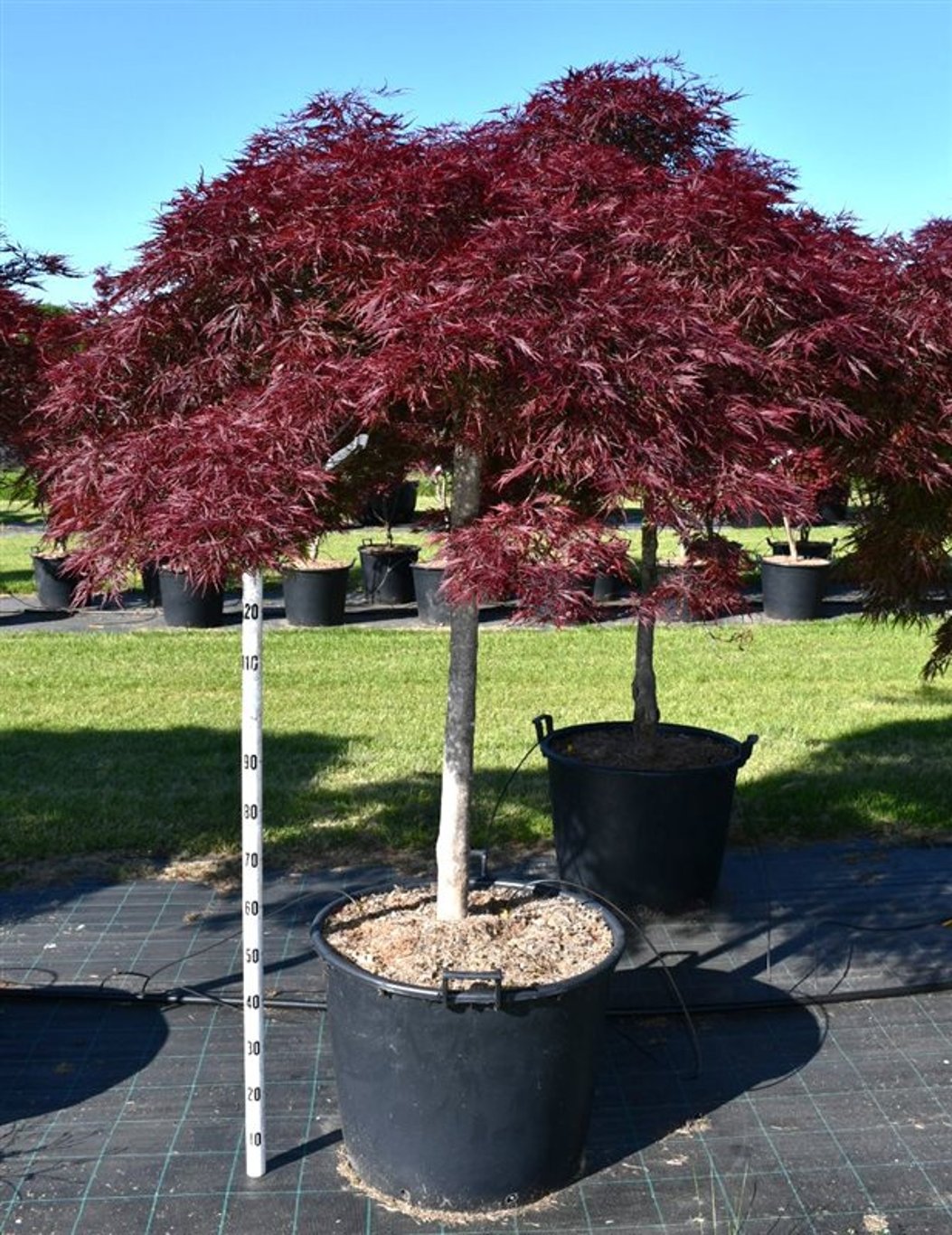 Japansk lönn – Acer palmatum &