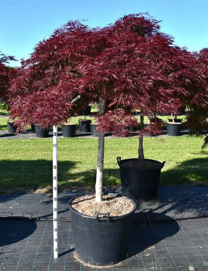 Japansk lönn – Acer palmatum &