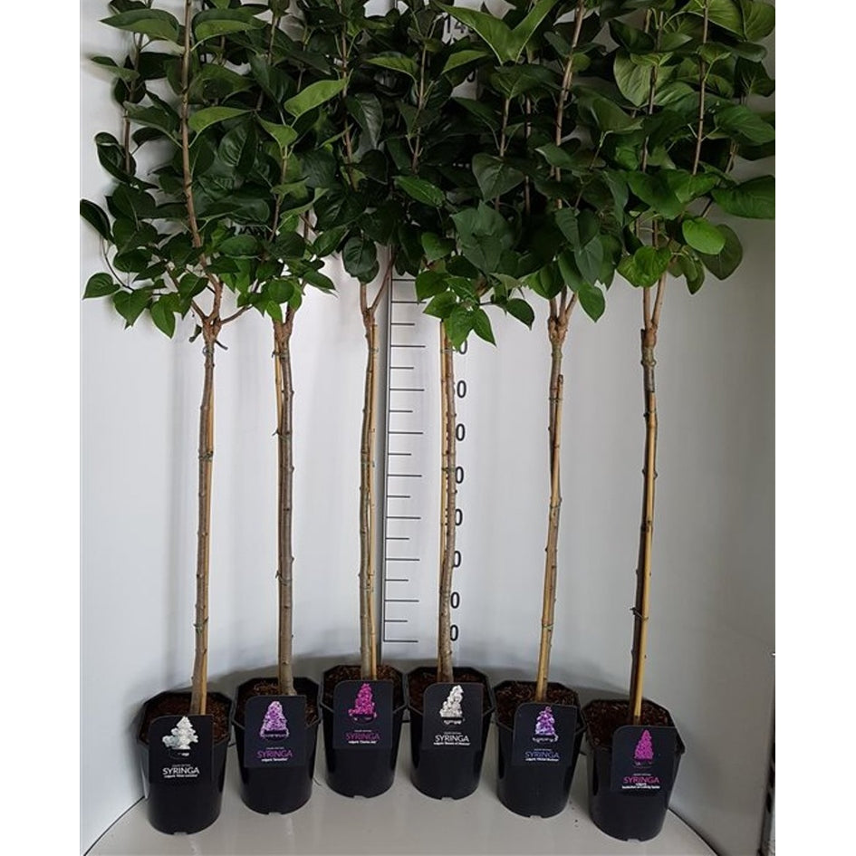 Syren (blandning); – Syringa vulgaris Mix - 80 CM Stem C5
