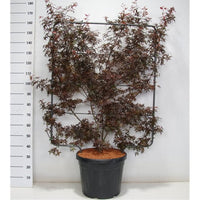 Japansk lönn – Acer palmatum 'Skeeter's Broom' - C45 120 cm. Scherm