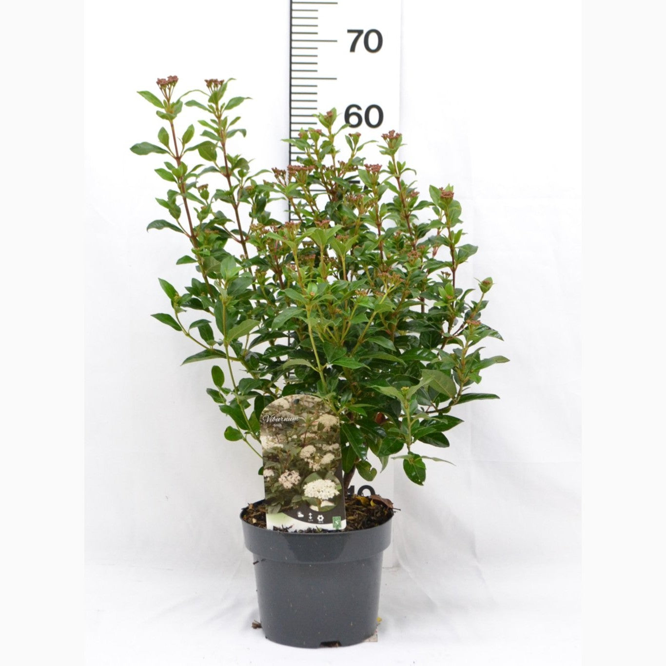 Glansolvon – Viburnum tinus - C3 20-40 CM