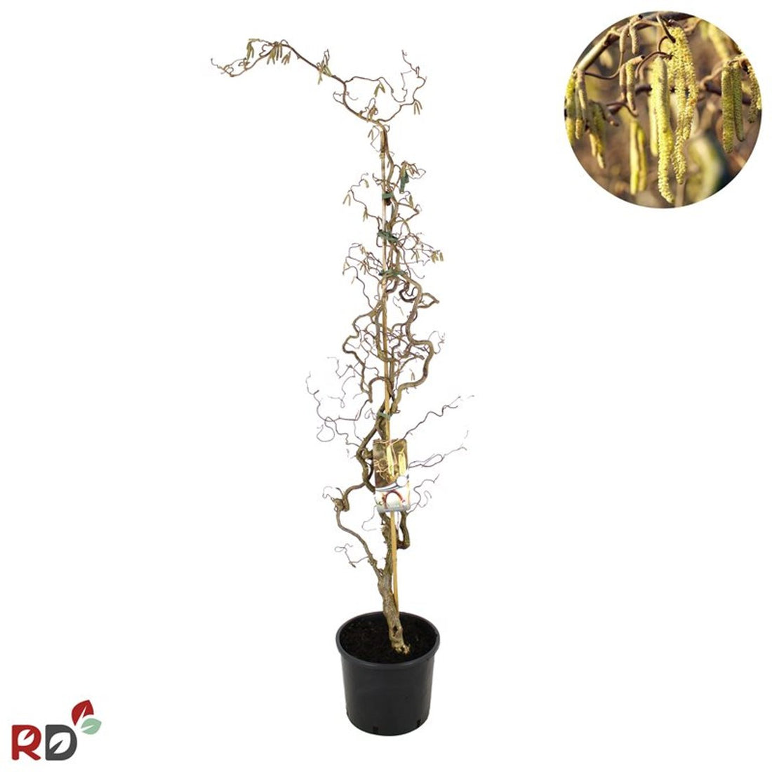 Hassel – Corylus avellana &