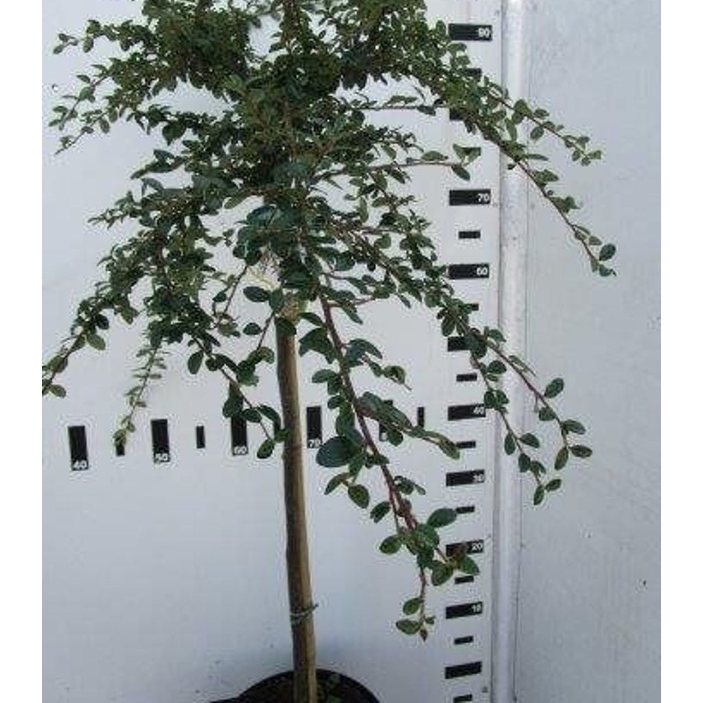 Krypoxbär – Cotoneaster suecicus 'Coral Beauty' - 80 CM Stem C5
