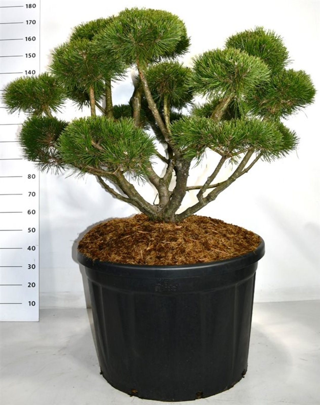 Bergtall – Pinus mugo &