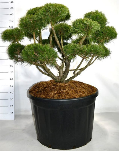 Bergtall – Pinus mugo &