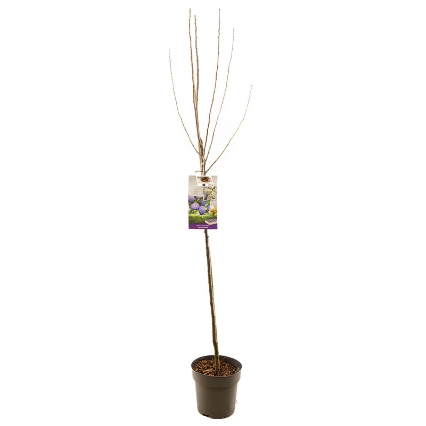 Plommon – Prunus domestica 'Hauszwetsche' - C7.5 Halfstem