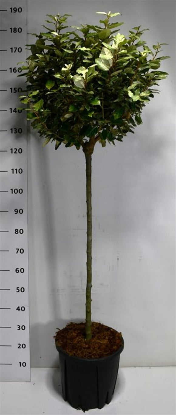 Silverolvon – Elaeagnus ebbingei 'Compacta' - C18 80-90 cm. Stam