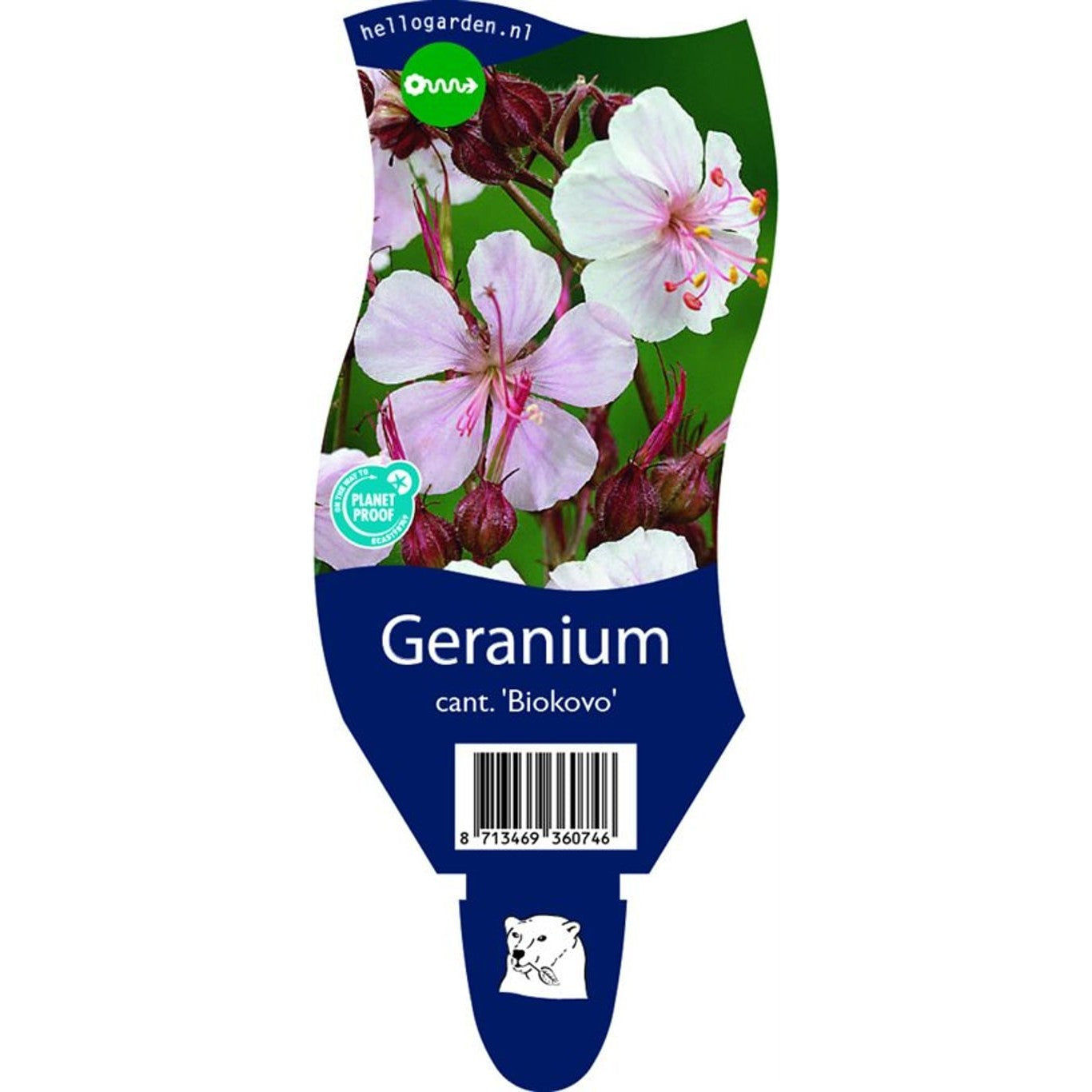 Näva – Geranium cantabrigiense 'Biokovo' - P11