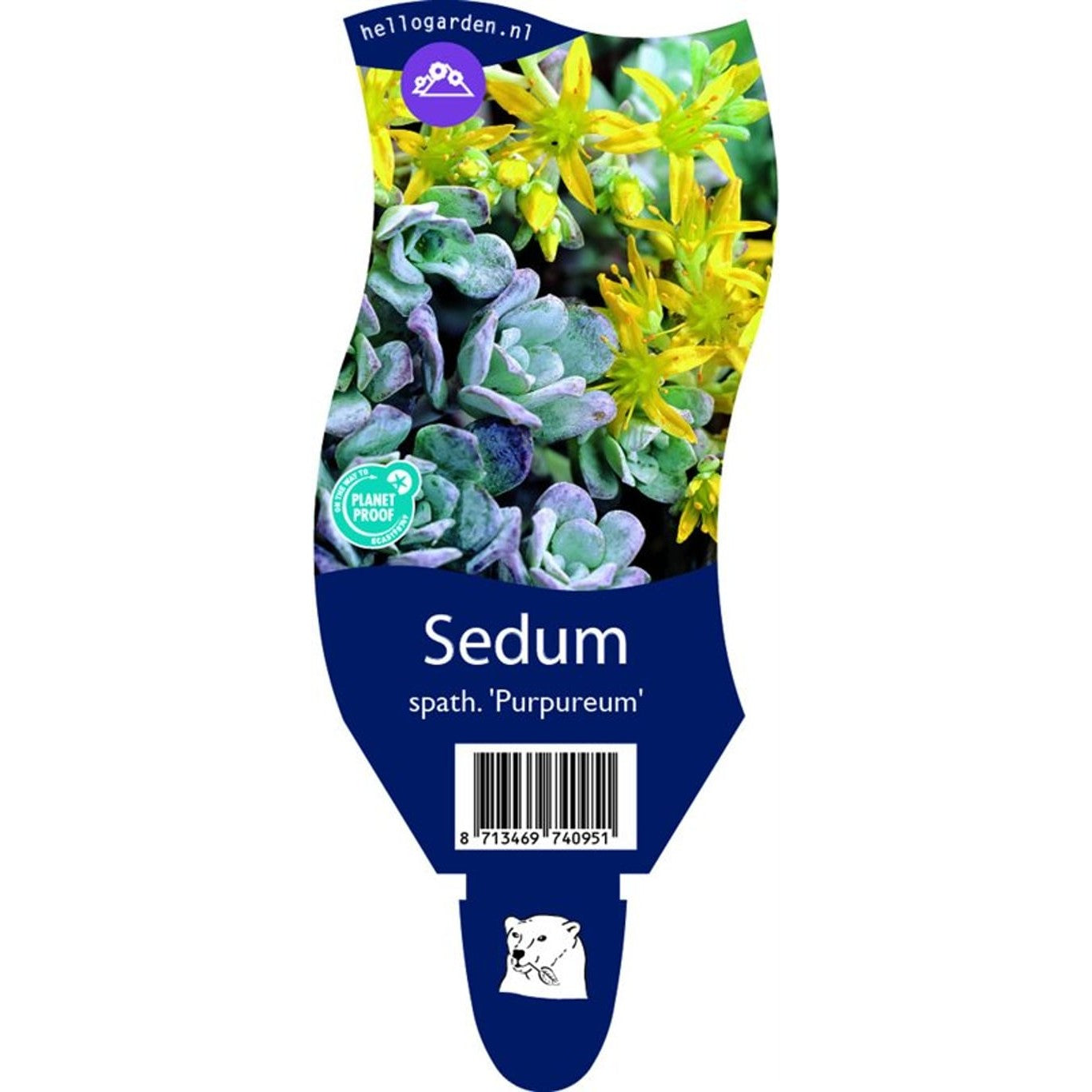 Fetknopp – Sedum 'Hab Gray' - P11