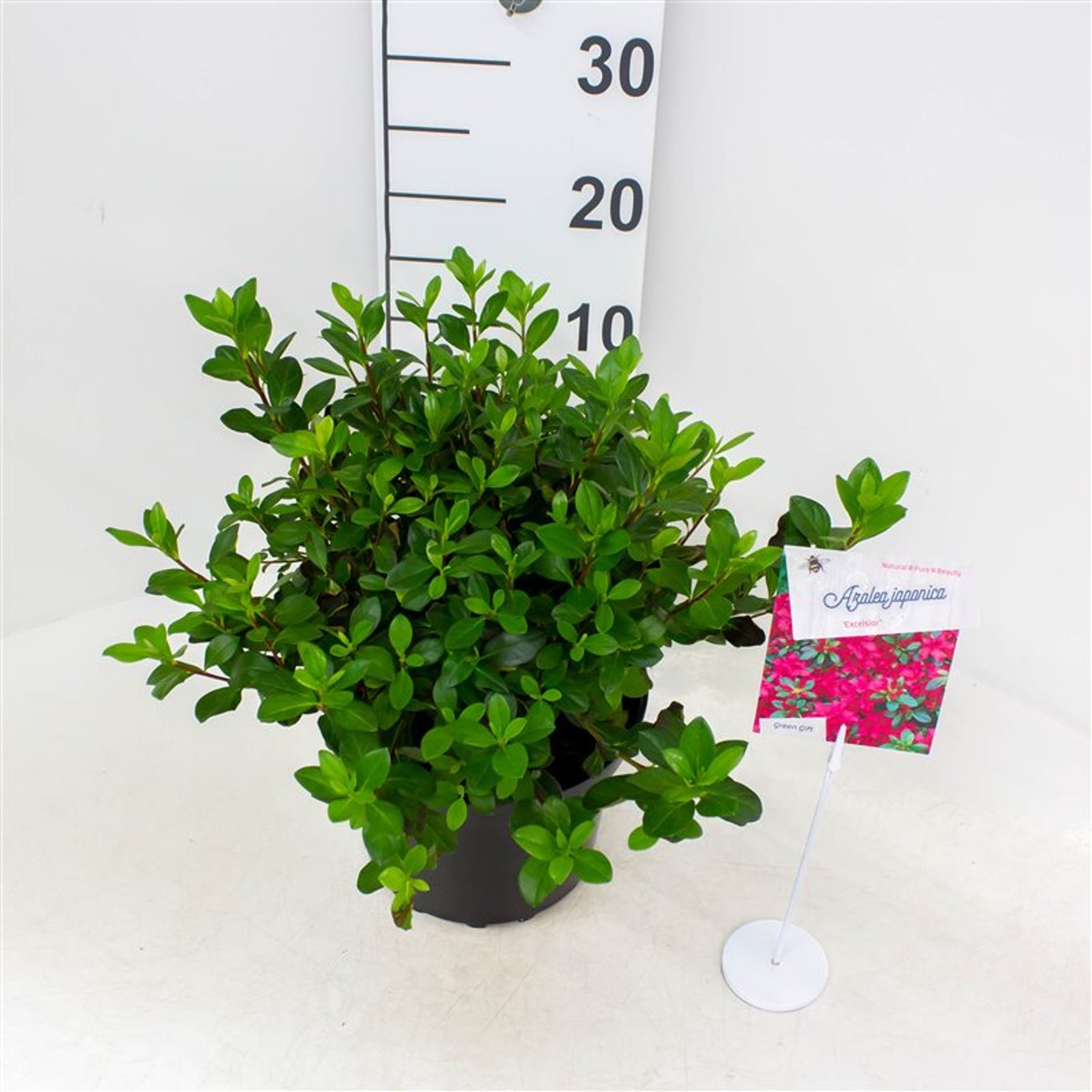 Rhododendron – Rhododendron (AJ); 'Excelsior' - C4 25-30 CM