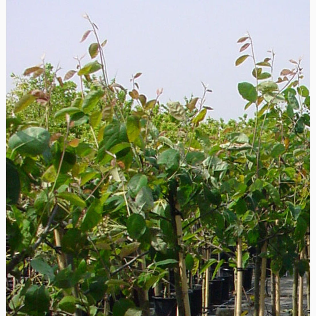 Häggmispel – Amelanchier &