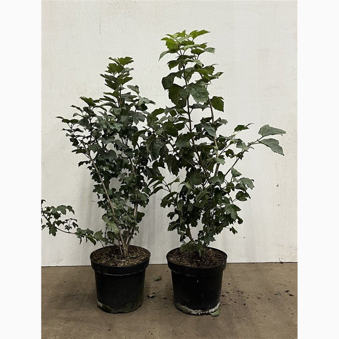 Skogsolvon – Viburnum opulus - C7.5 60-80 CM
