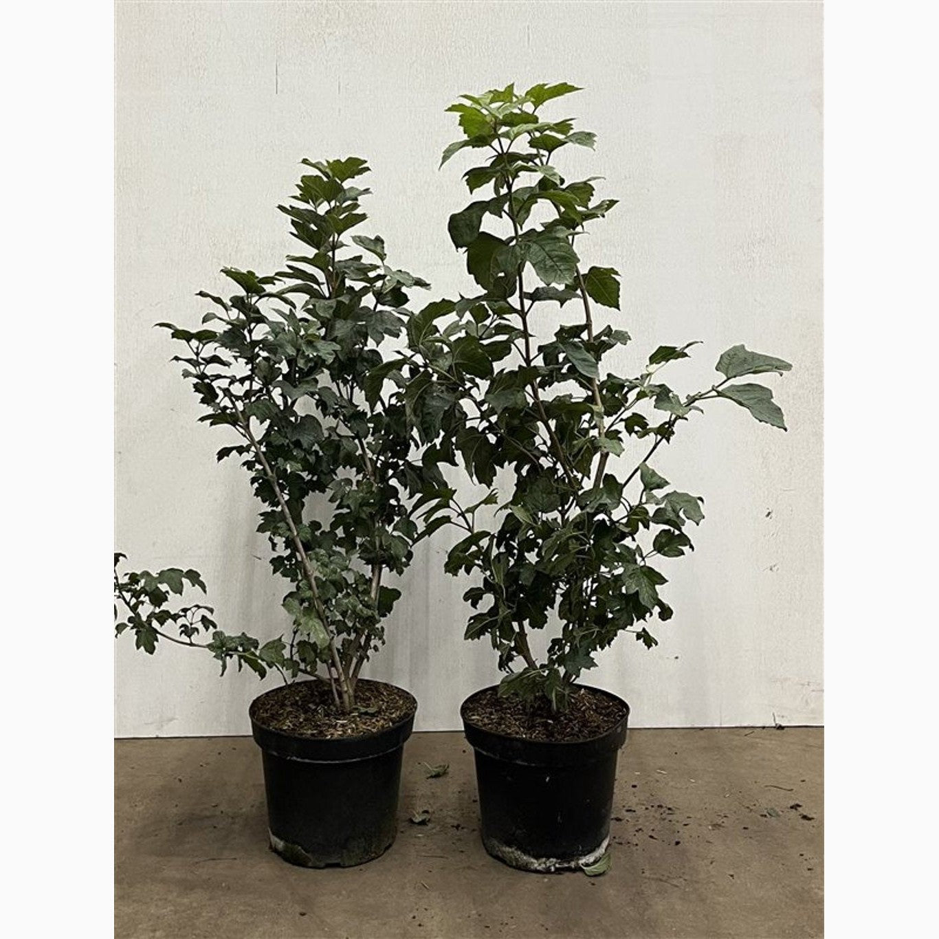 Skogsolvon – Viburnum opulus - C7.5 60-80 CM