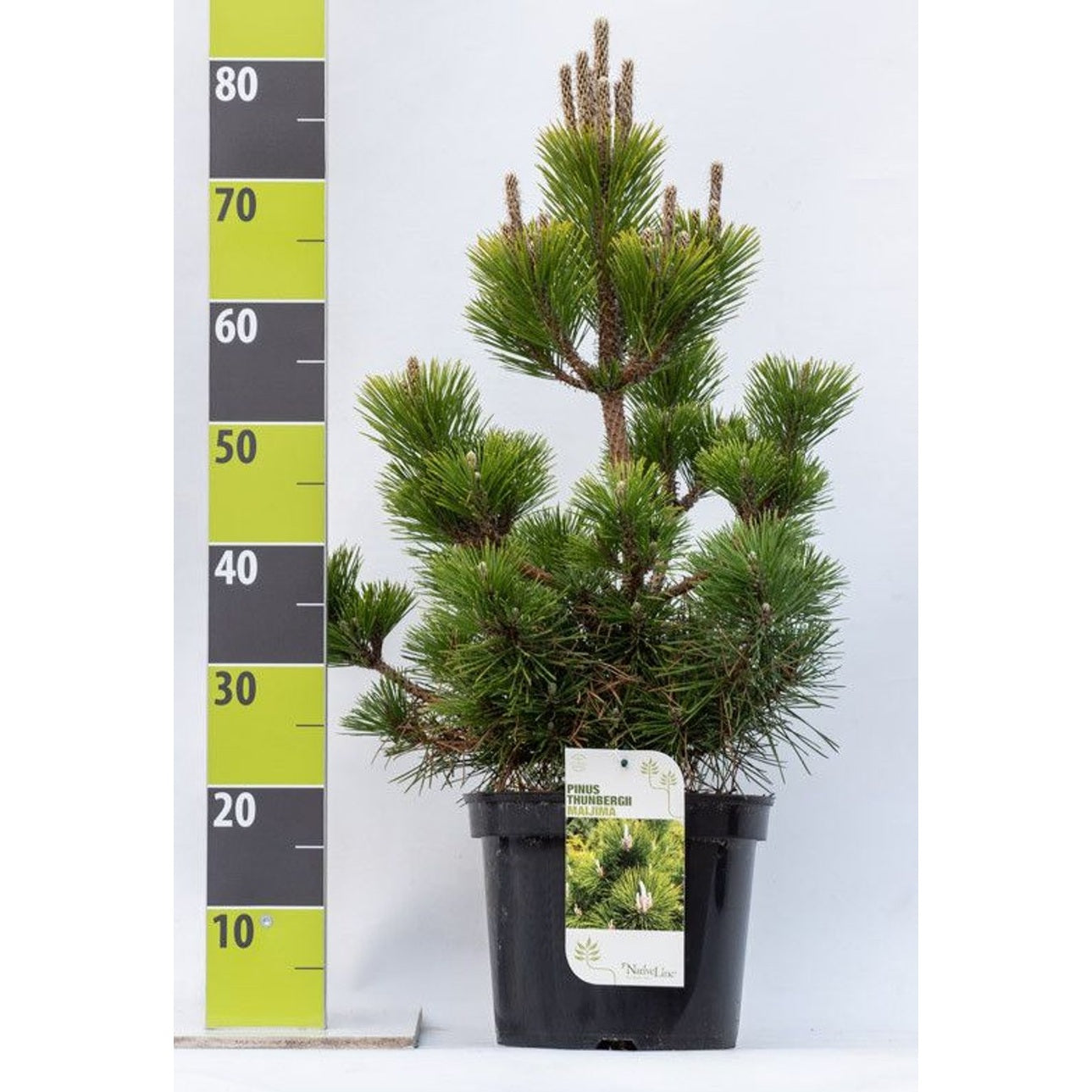 Japansk svarttall – Pinus thunbergii 'Maijima' - C7 40-60 CM