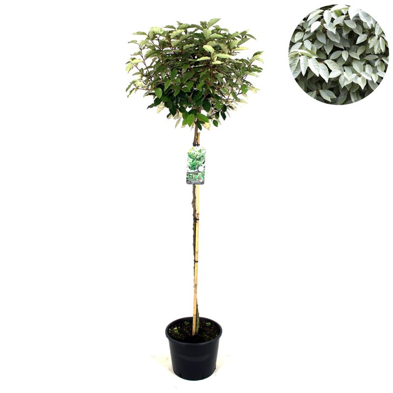 Silverbuske – Elaeagnus ebbingei 'Compacta' - 120 CM Stem C12