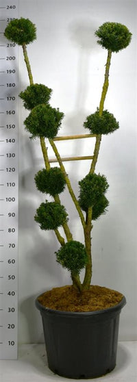 Hybrididegran – Taxus media 'Hillii' - C65 150-175 cm. Bonsai