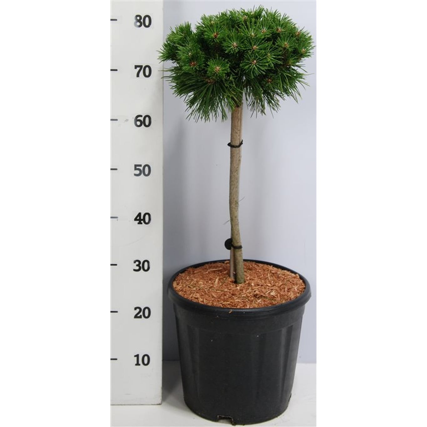 Bergtall – Pinus mugo 'Benjamin' - 40 CM Stem C12