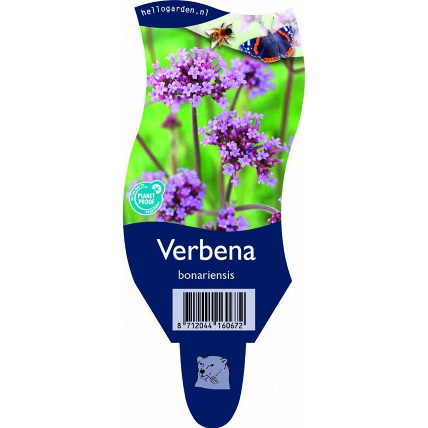 Jätteverbena – Verbena bonariensis - P11