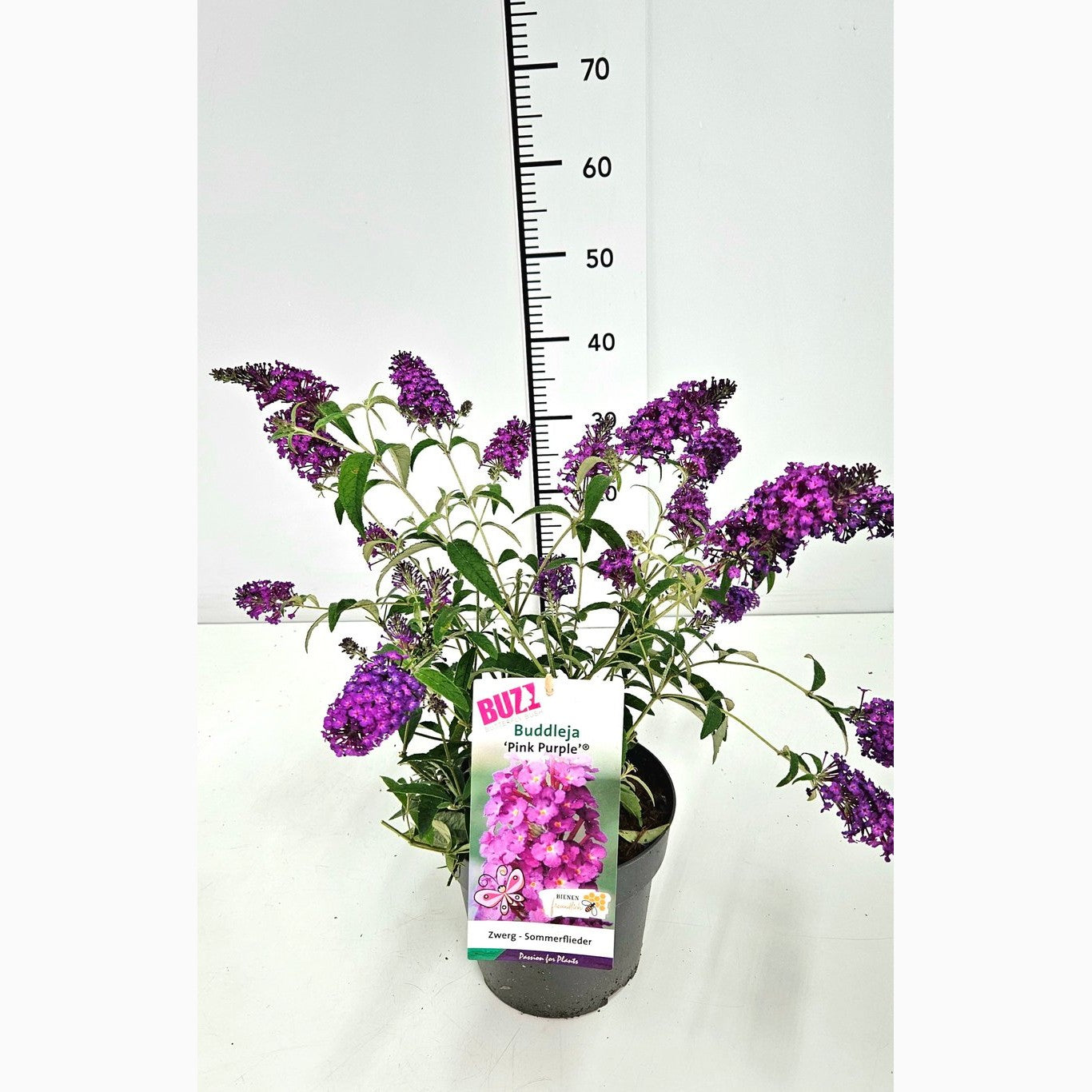 Sommarlilja – Buddleja d. 'Buzz Pink Purple' - C3