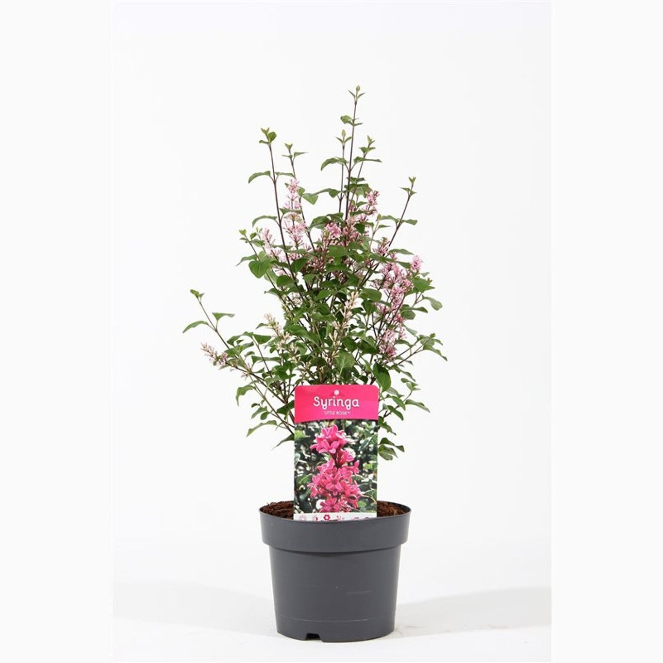 Syren – Syringa meyeri 'Little Rosie' - C3