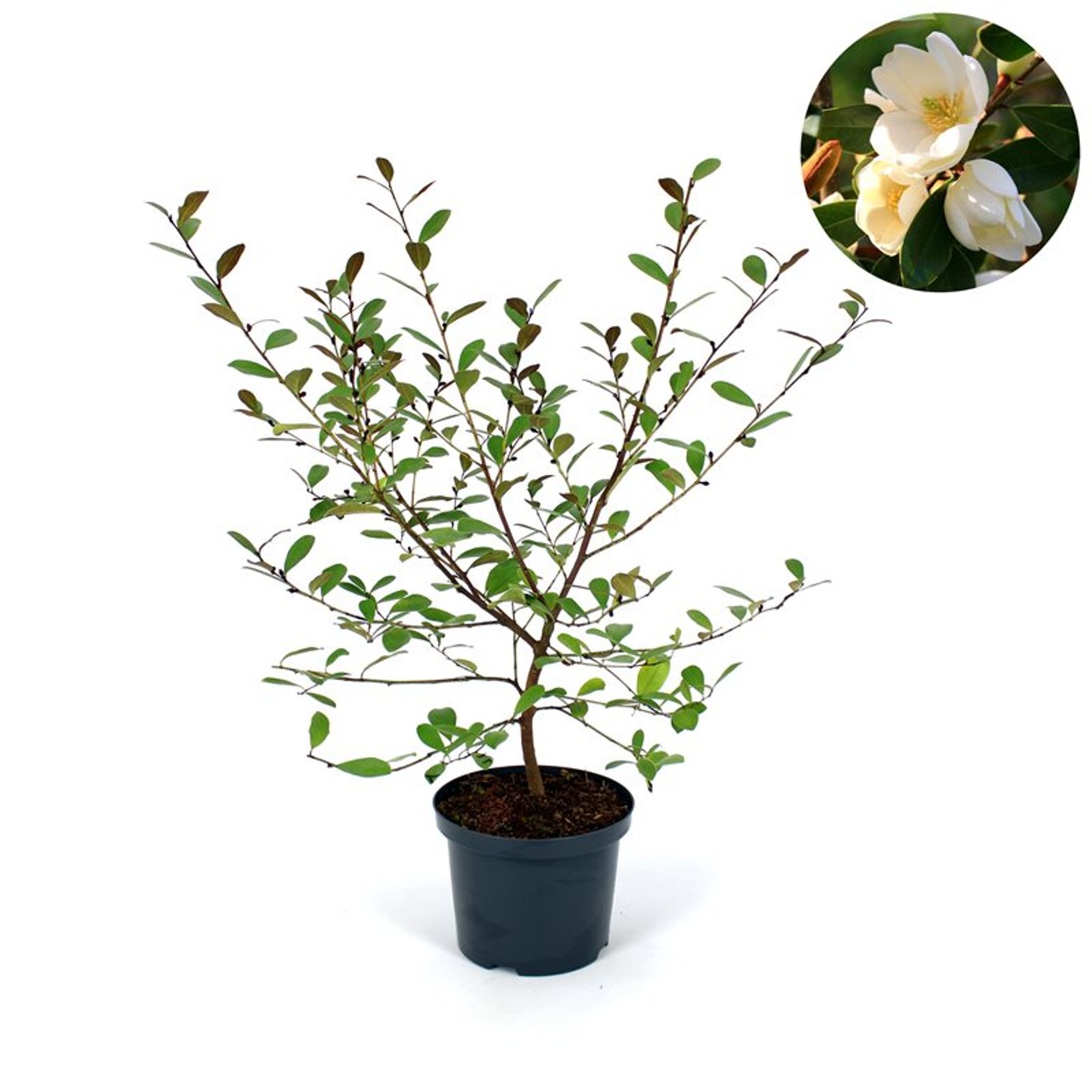 Magnolia – Magnolia 'Fairy Honey Velvet' (Michelia); - C12 80-100 CM