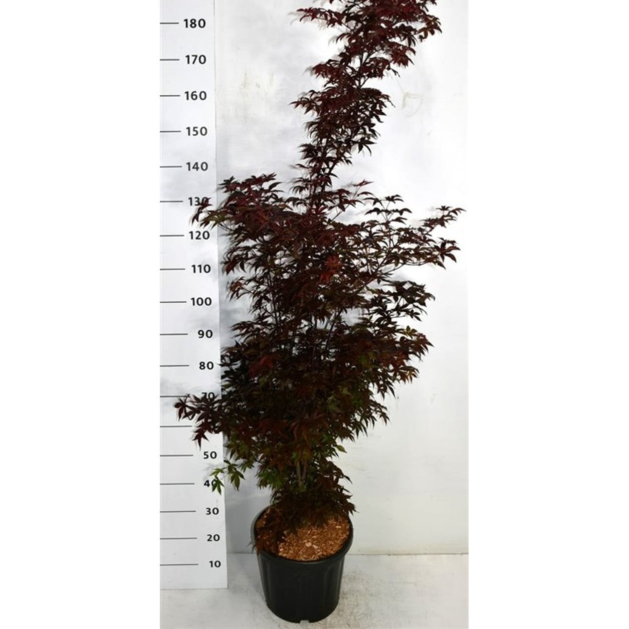 Japansk lönn – Acer palmatum 'Twombly's Red Sentinel' - C18 125-150 cm.