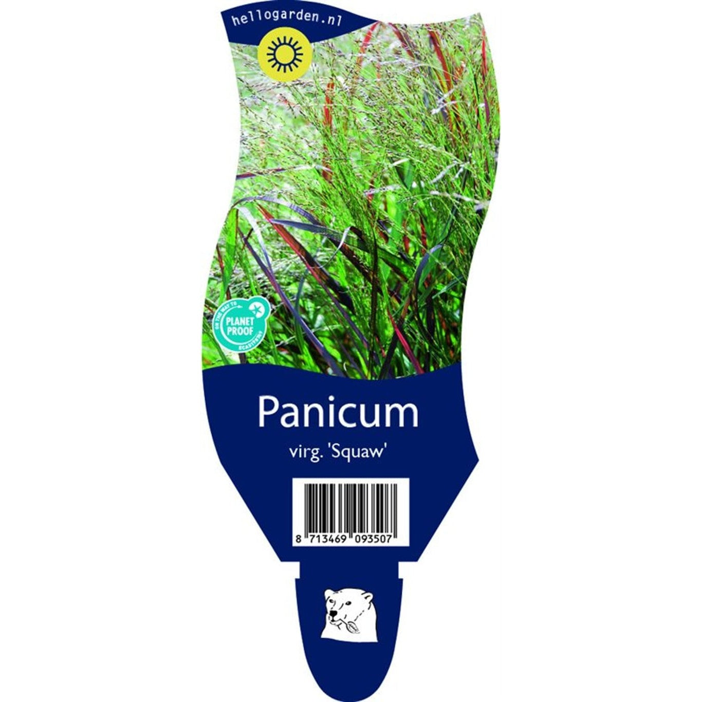 Präriestarr – Panicum virgatum 'Squaw' - P11