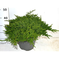 Japansk trädgårds-en – Juniperus procumbens 'Nana' - C12 50-60 cm.