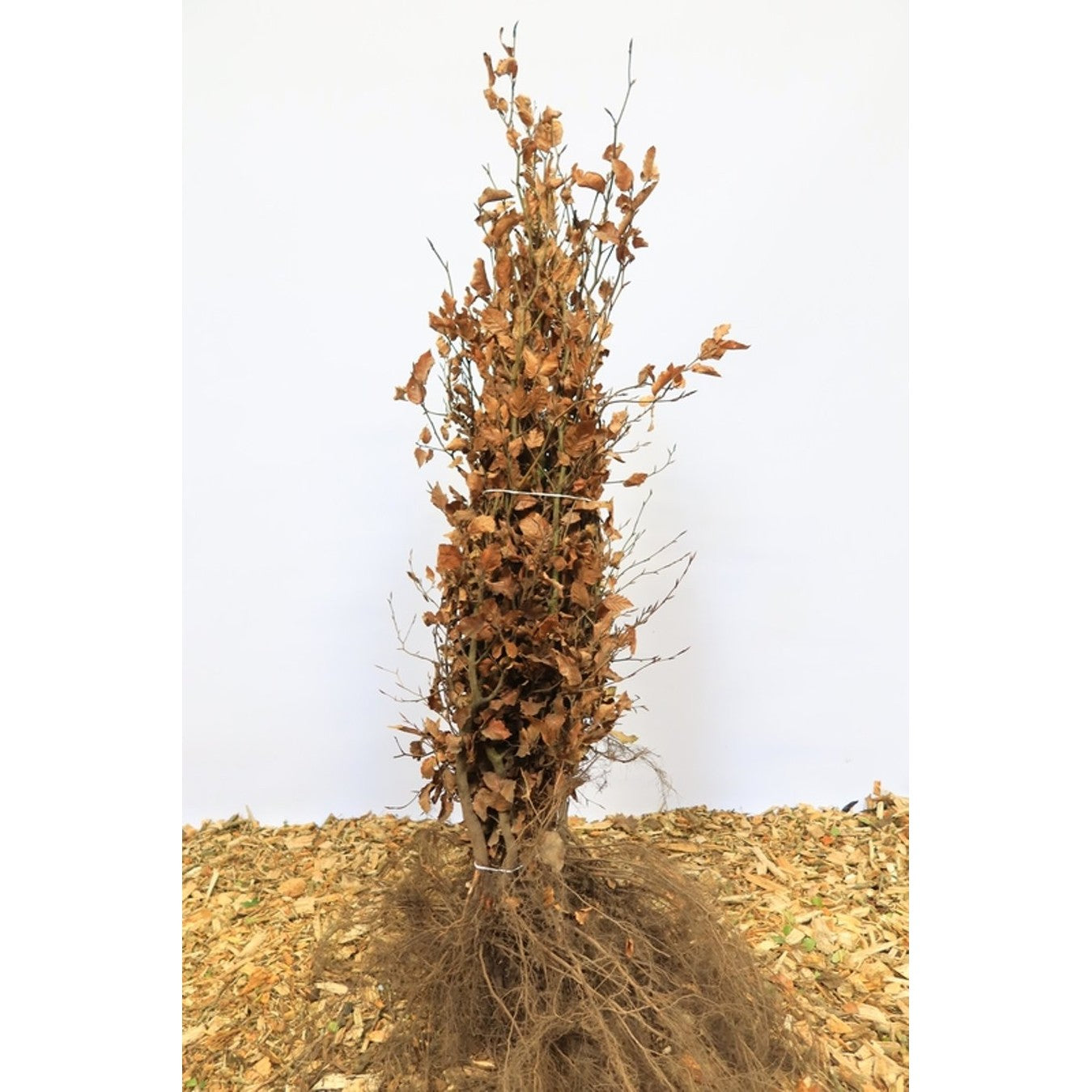 Blodbok – Fagus sylvatica - 100-120 CM bare root 1/2