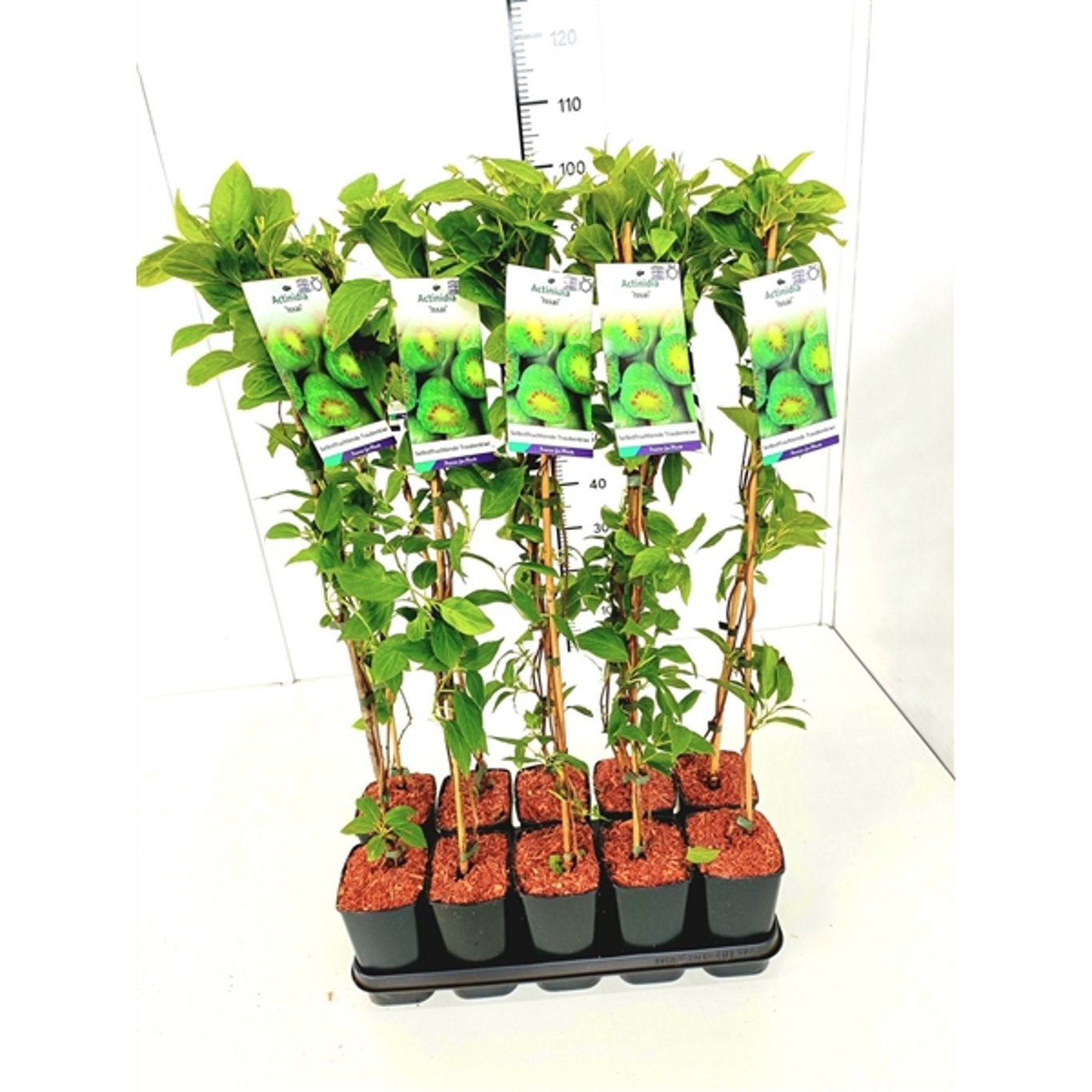 Minikiwi – Actinidia a. 'Issai' - C2 60-80 CM Stick