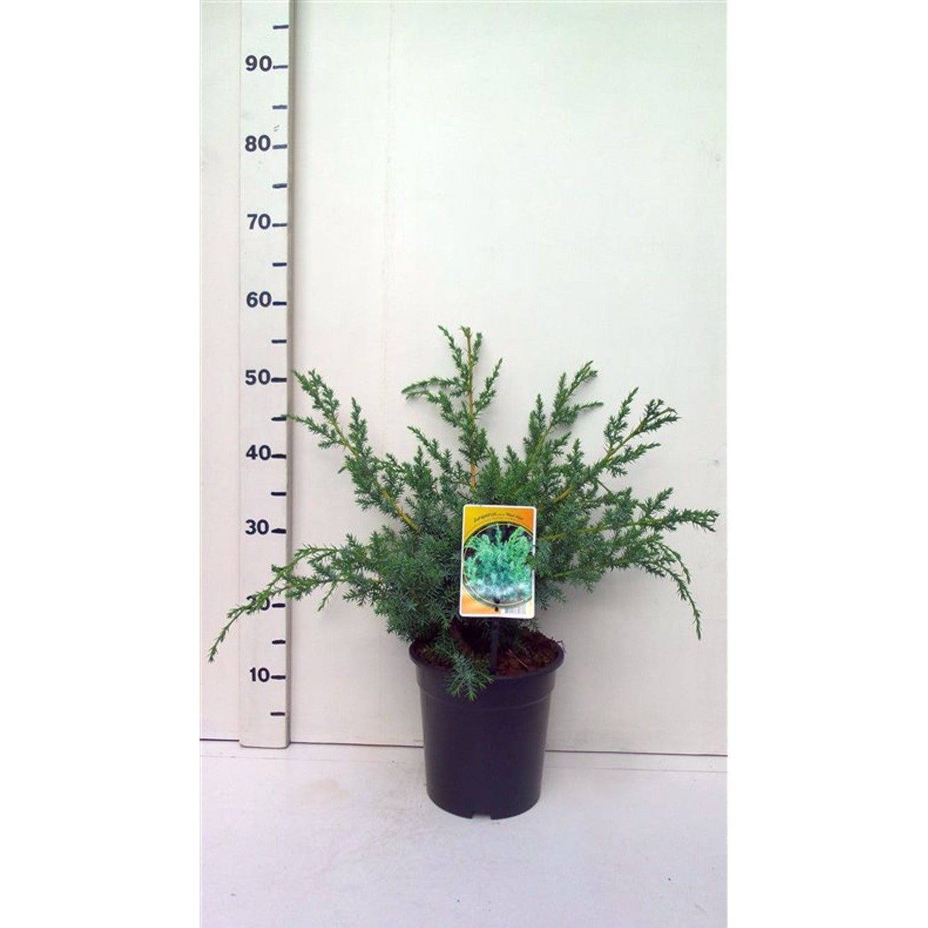 Kinesisk en – Juniperus chinensis 'Blue Alps' - C3 30-40 CM