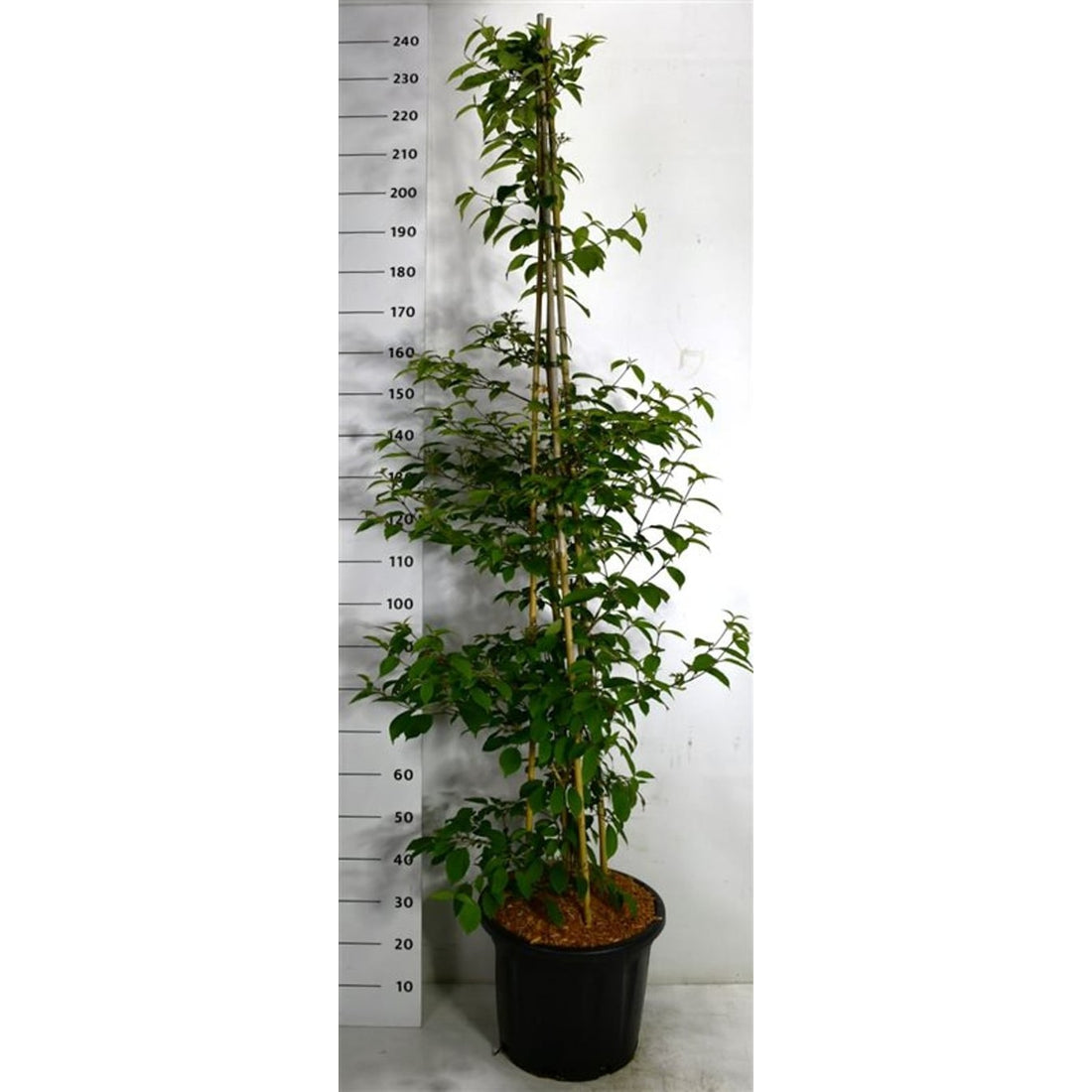 Japanskt olvon – Viburnum plicatum &