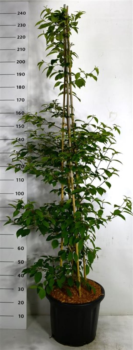 Japanskt olvon – Viburnum plicatum 'Kilimandjaro Sunrise' - C35 150-175 cm.